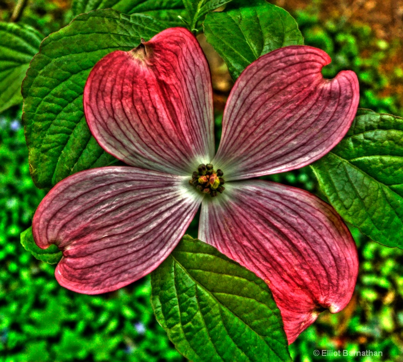 Pink Dogwood Blossom