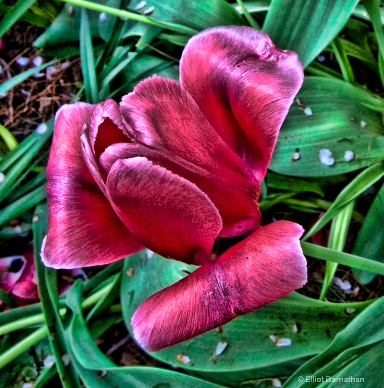 Fading Tulip