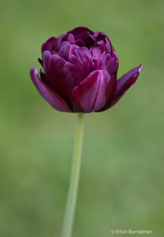 Tulip Majesty