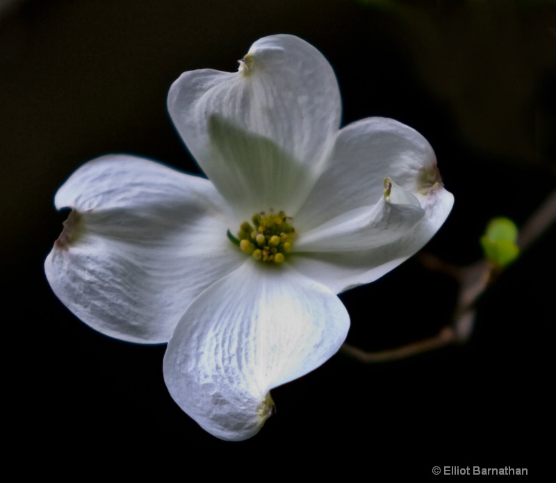 Dogwood Blossom