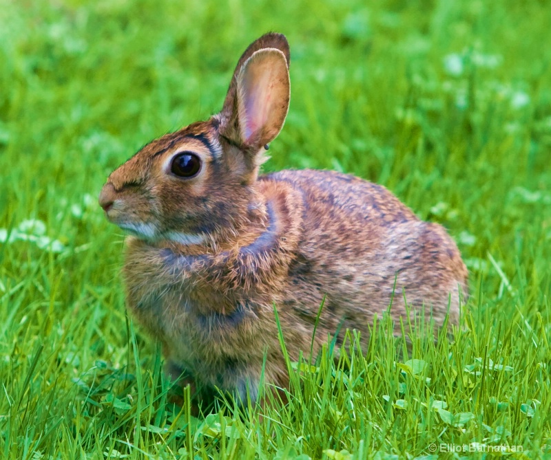 Portrait of a Rabbit