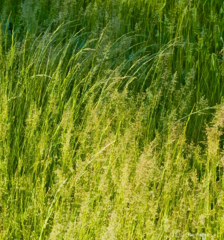 Tall Grass