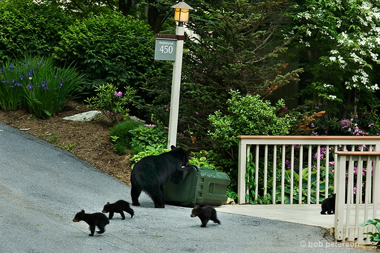 bears  go climb the tree 