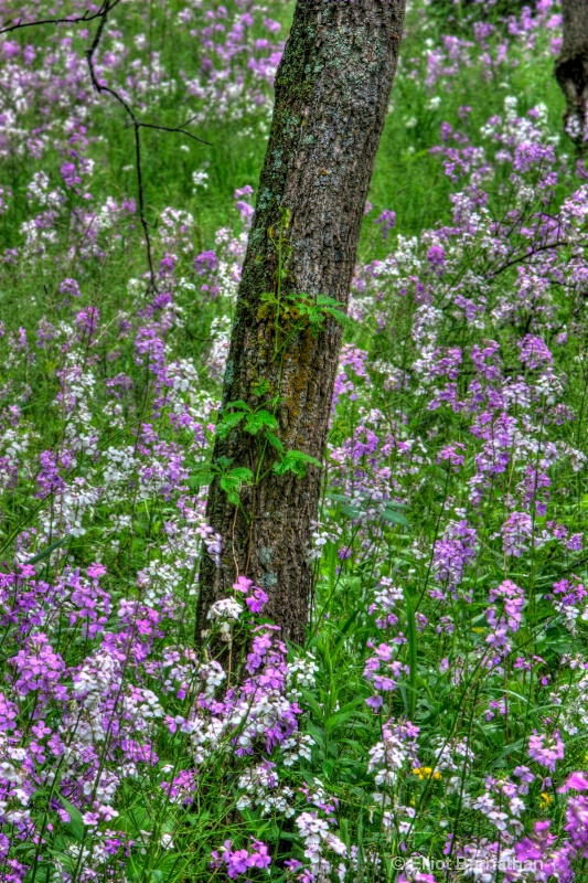 Spring in Central PA