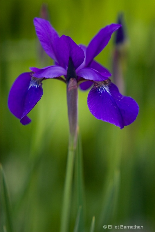 Iris