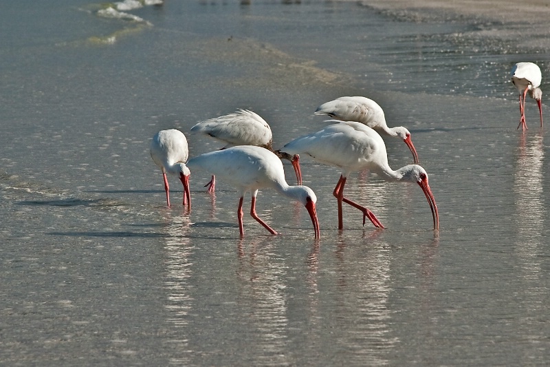 Ibis