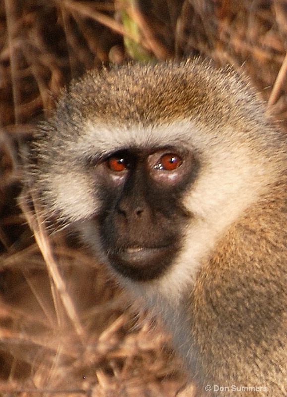 Monkey, Akagera N.P. Rwanda 2008