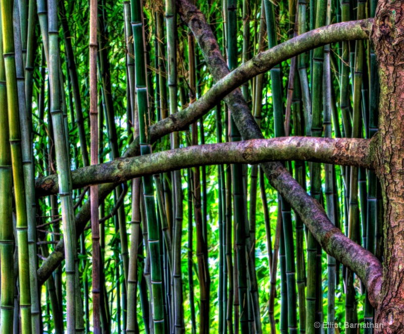 Bamboo 