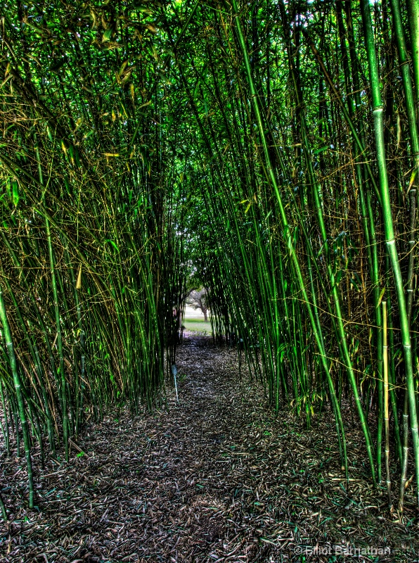 Bamboo Alley