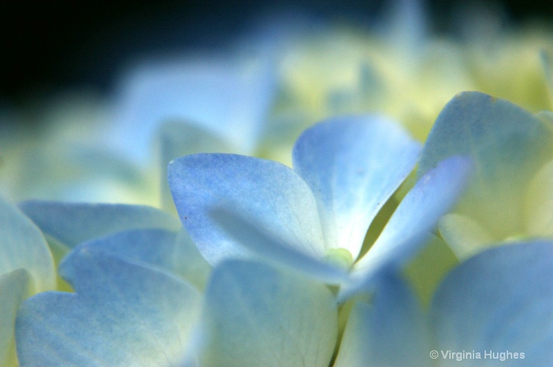 Blue Flowers