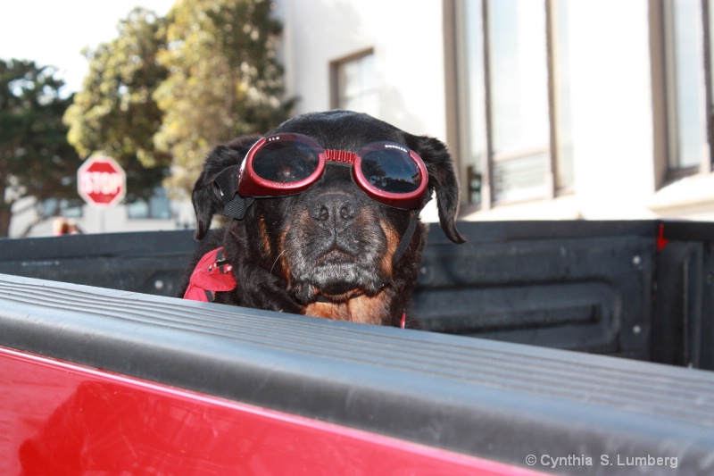 Cleo with Doggles.