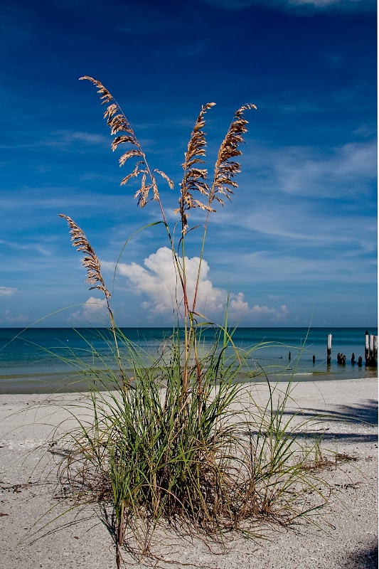 Sea Oats