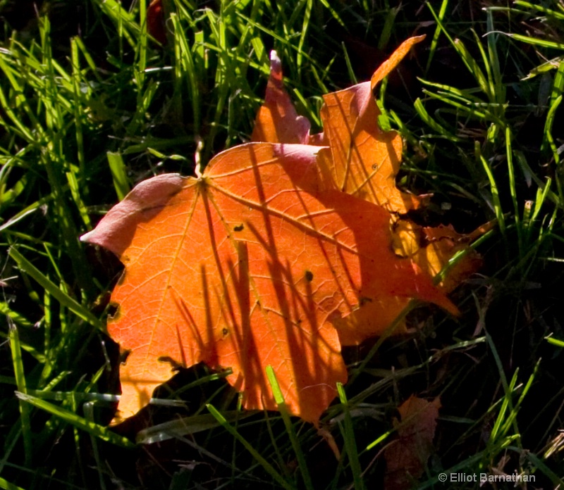 Fall Reflections 5