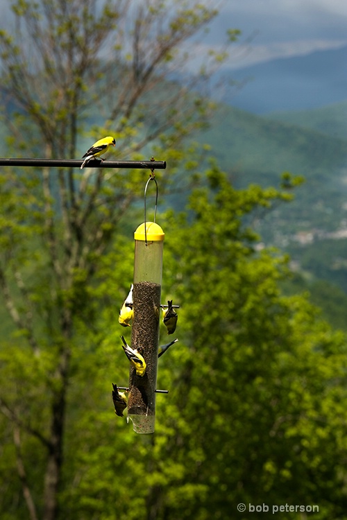 finch feeding