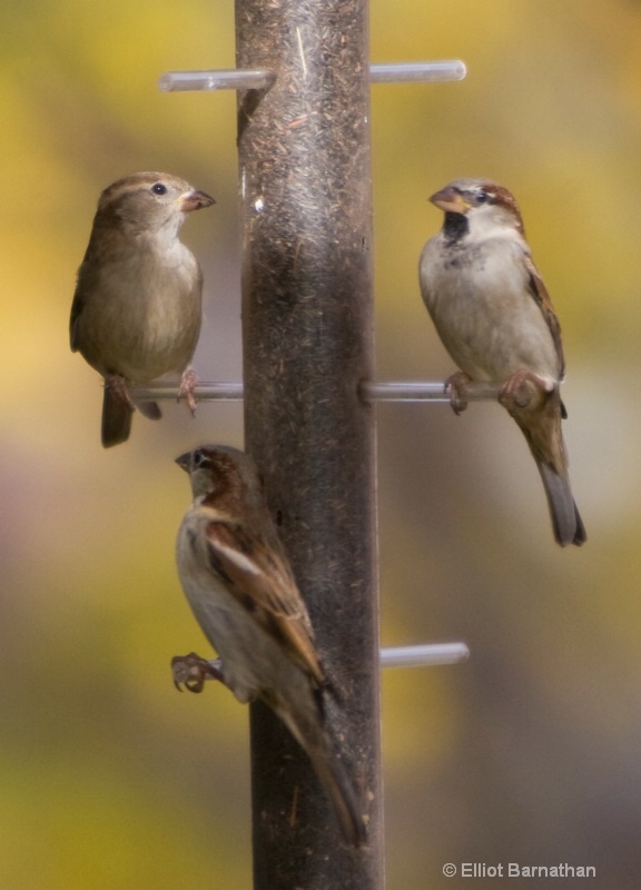 Birdfeeder 4