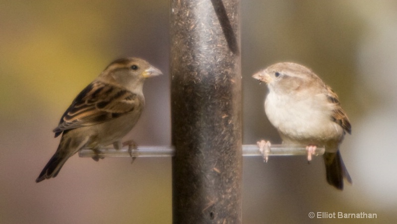 Birdfeeder 1