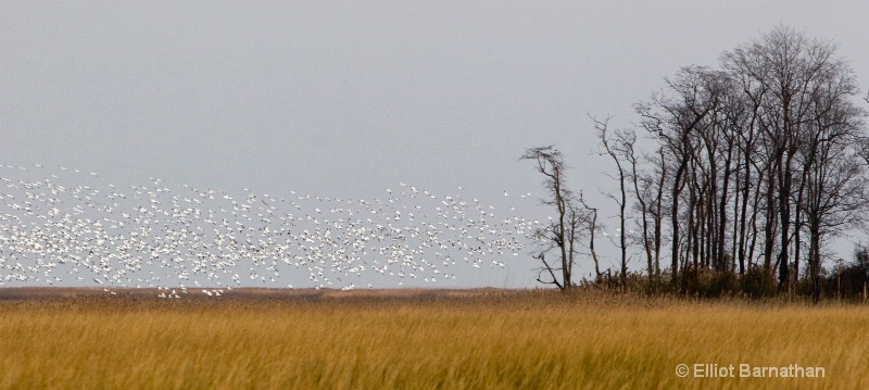 Bombay Hook 12