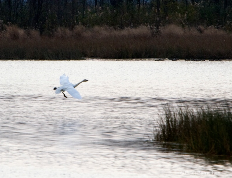 Bombay Hook 12