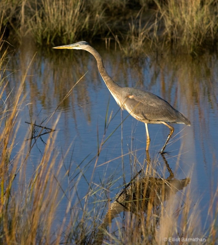 Bombay Hook Blue Heron 3