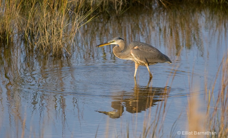 Bombay Hook Blue Heron 2