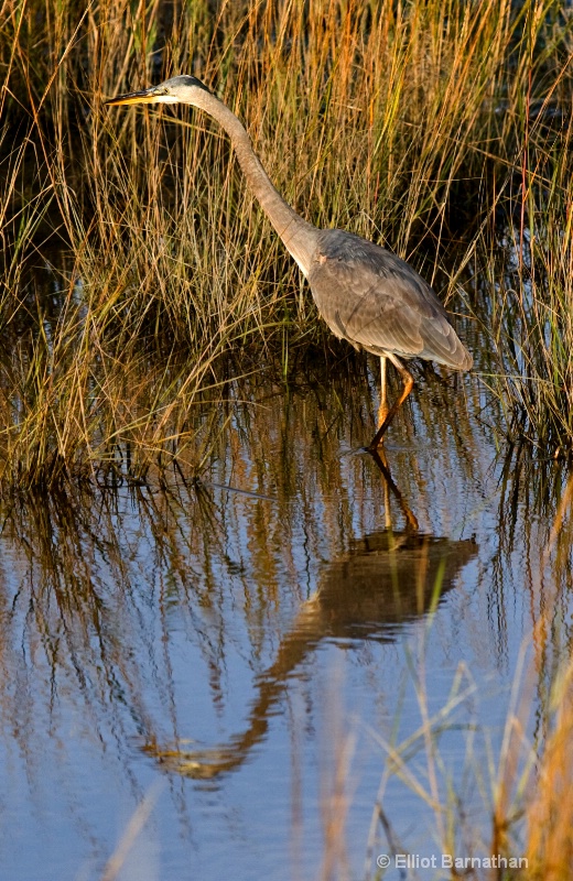 Bombay Hook Blue Heron 1