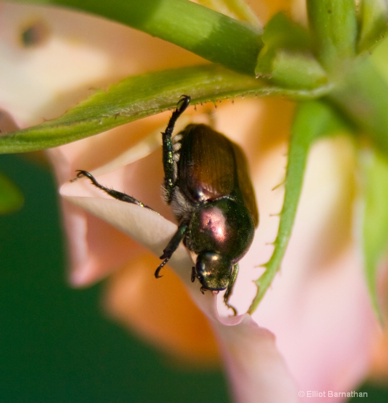 Japanese Beetle