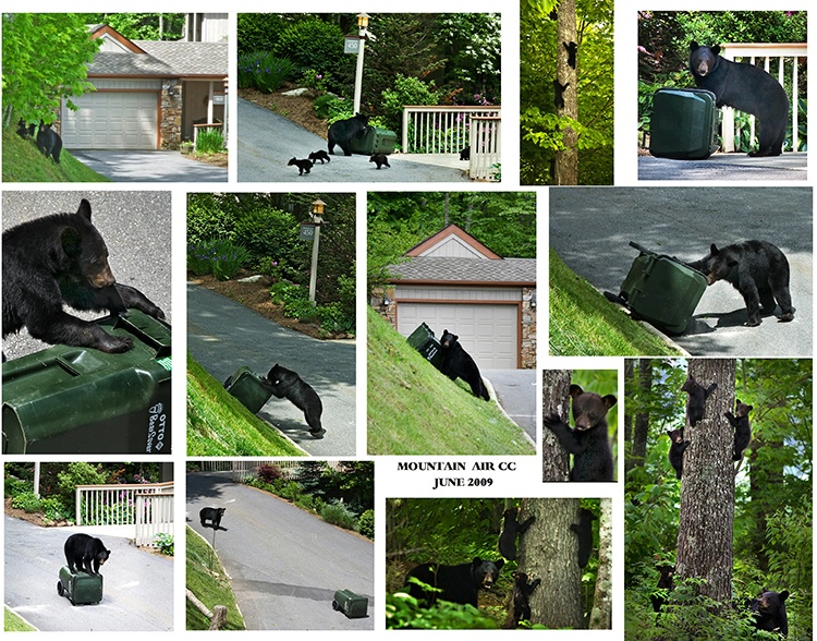 bear activity at Mnt Air