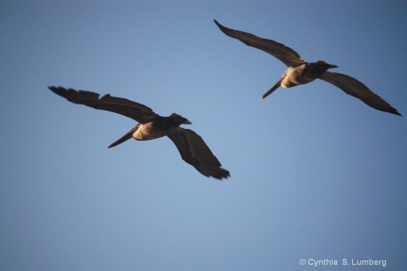 Pelican Flight. . .