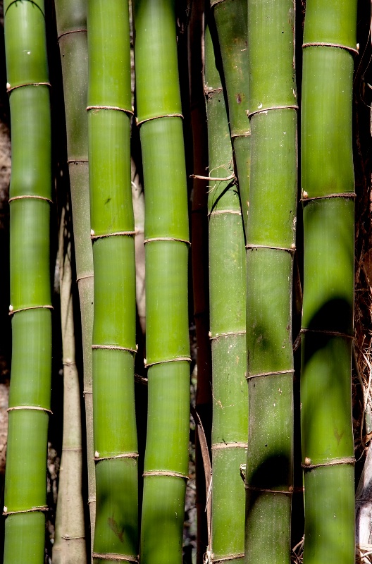 Bamboo Curtain