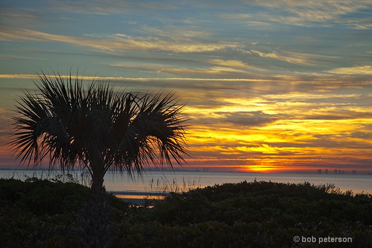 sunrise and palm tree