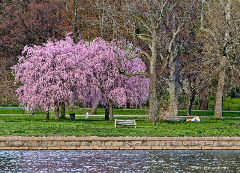 Philadelphia in Spring 8