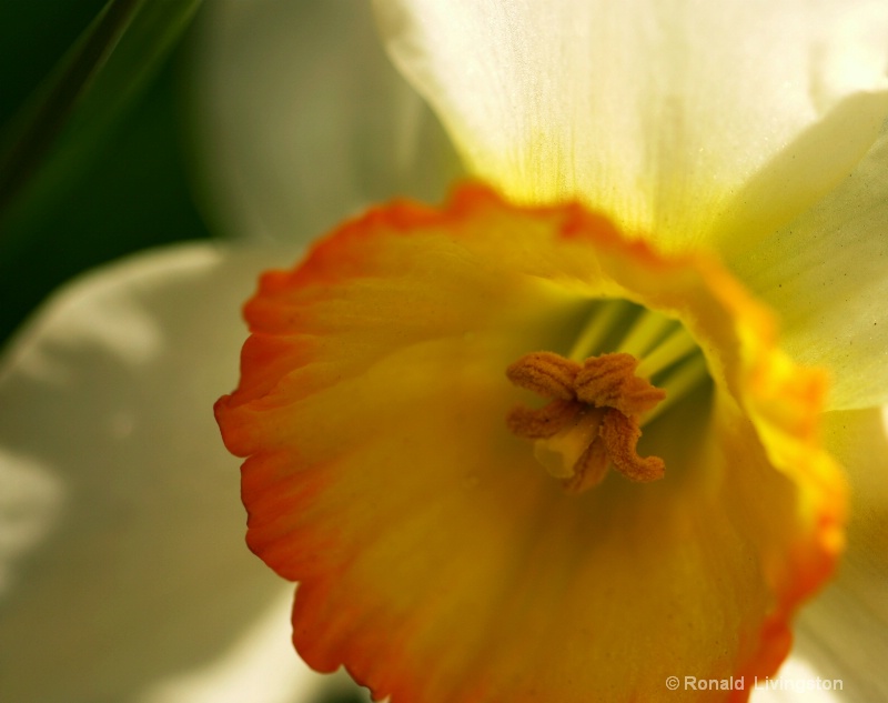 Daffodil Face