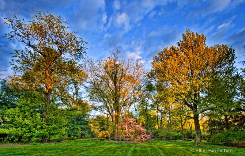 Backyard in Spring 1