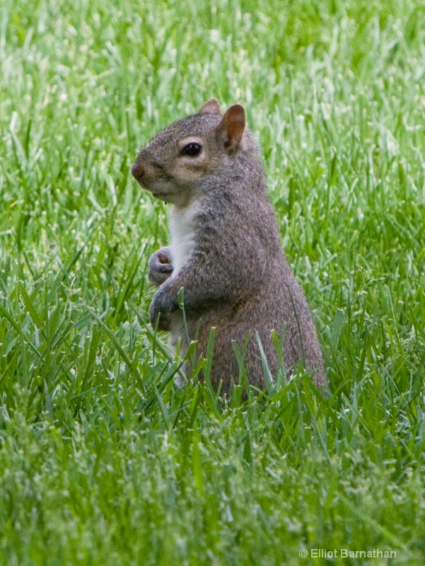 Squirrel 2