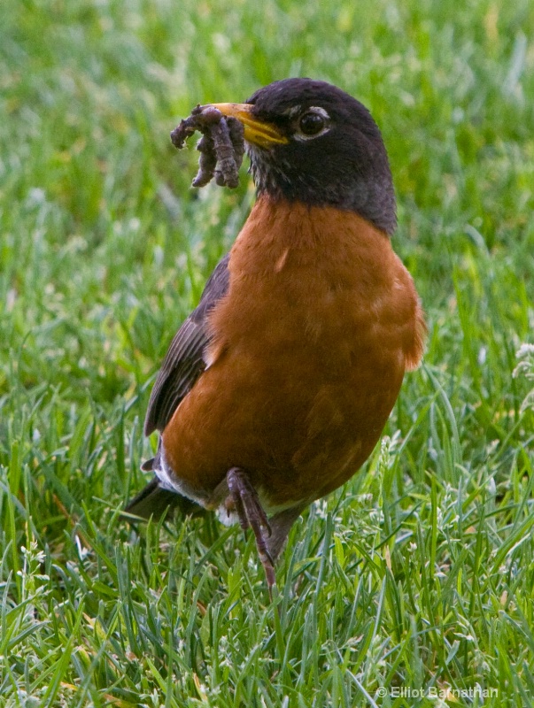 Robin 1