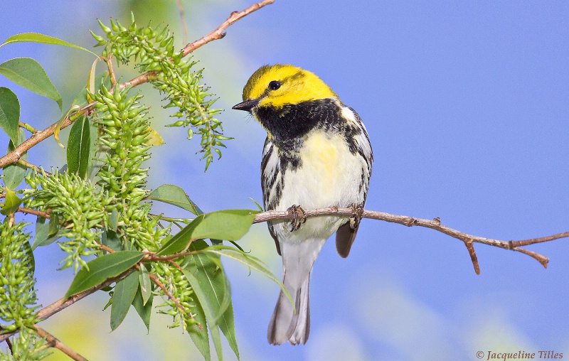 Black-throated Green Warbler