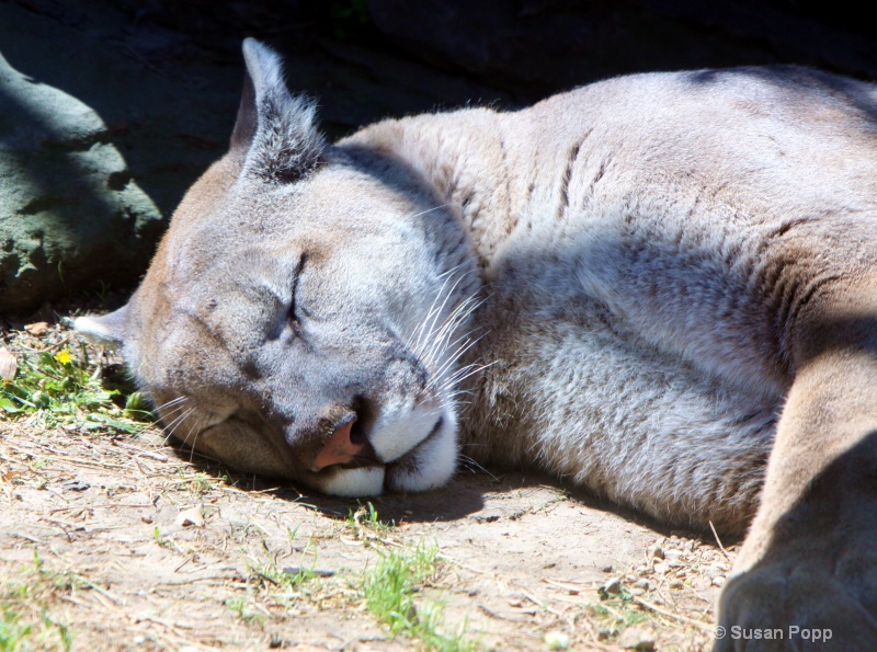 Sleepy big cat