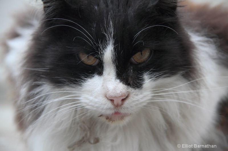 The Cats of Recoleta Cemetery