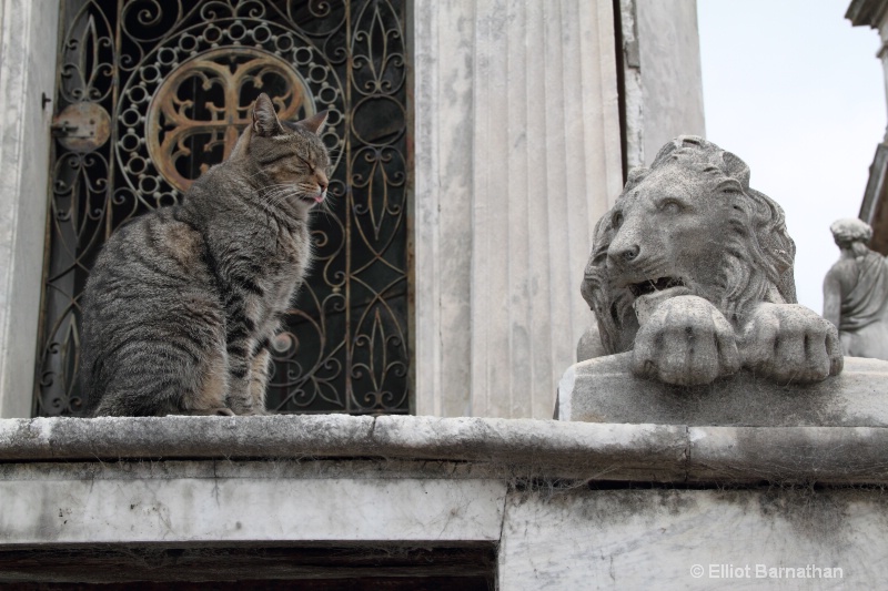 The Cats of Recoleta Cemetery 2