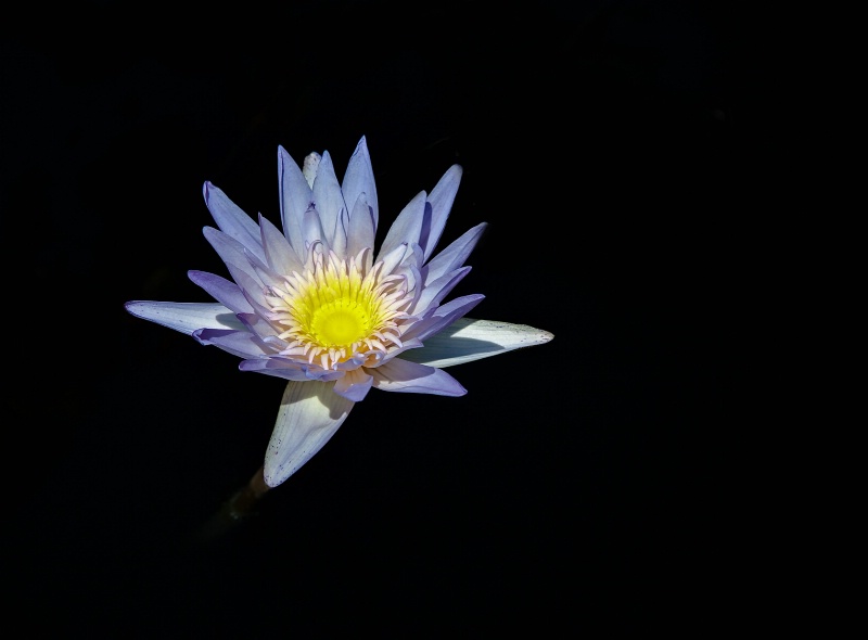 Water Lily