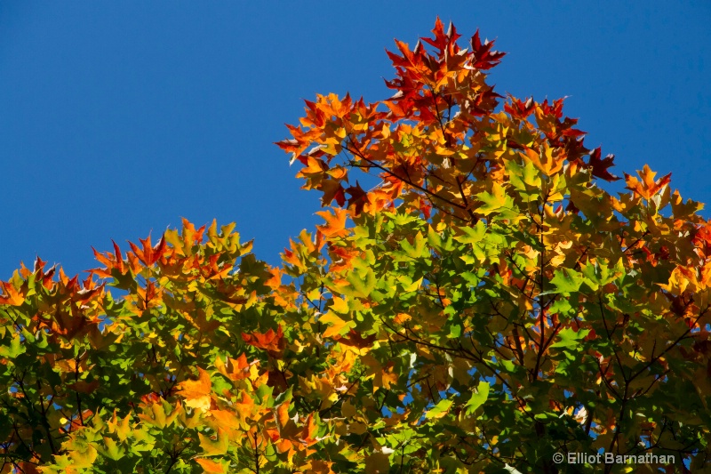 Autumn Colors 6