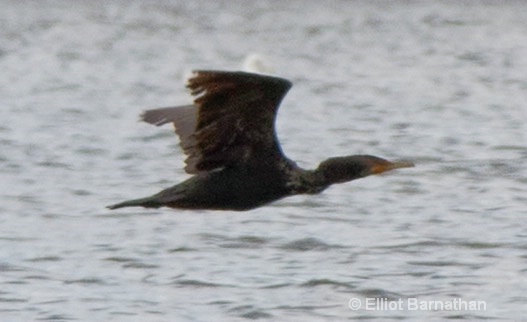 In Flight