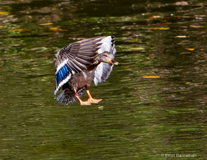 In Flight