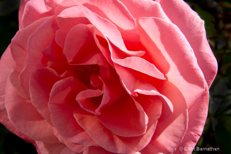 Pink Rose