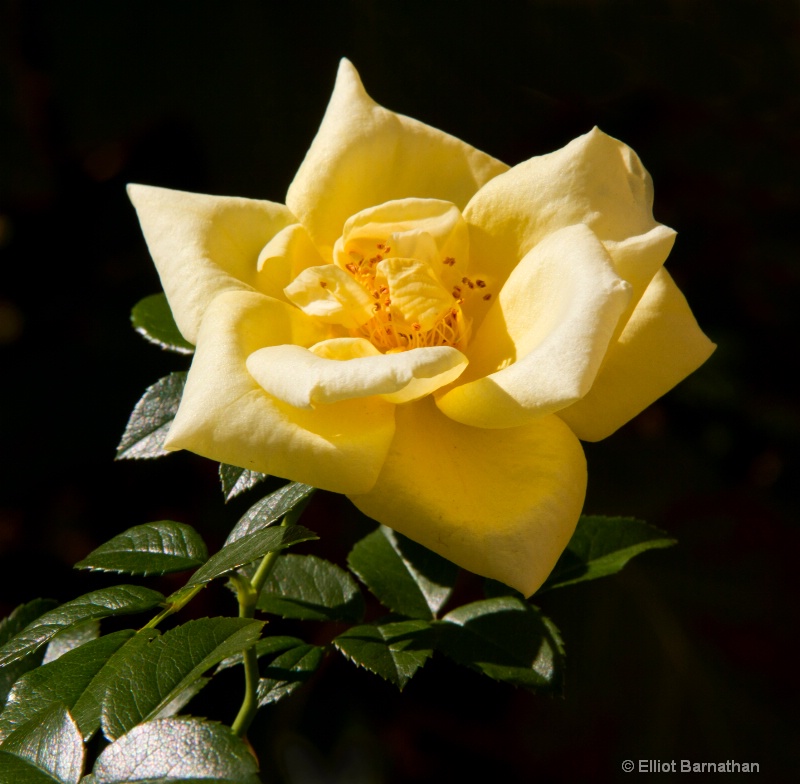 Yellow Rose