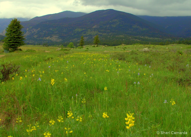 Spring Time In The Rockies