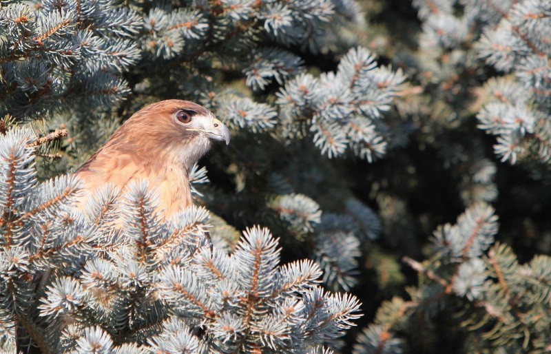 Hiding in the tree