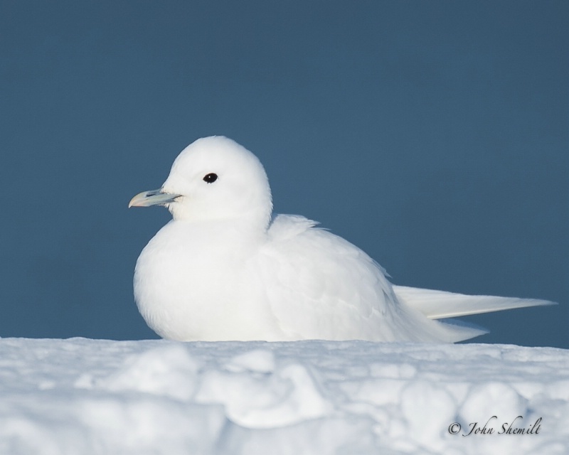 Ivory Gull 2