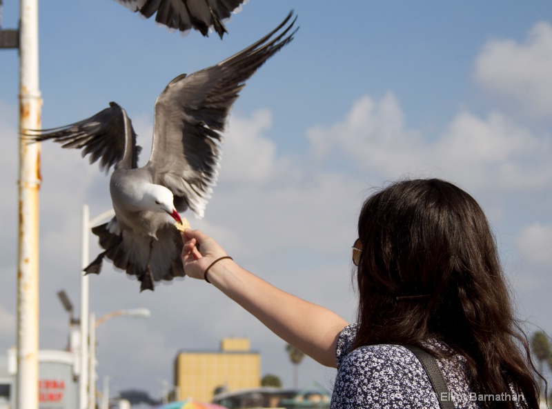 Seagulls 7