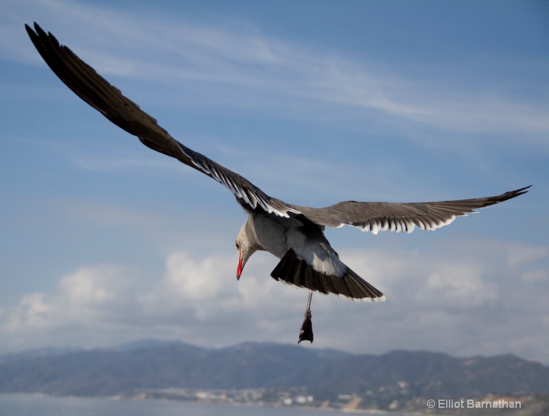 Seagulls 3